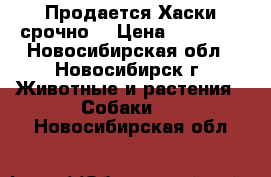 Продается Хаски срочно! › Цена ­ 10 000 - Новосибирская обл., Новосибирск г. Животные и растения » Собаки   . Новосибирская обл.